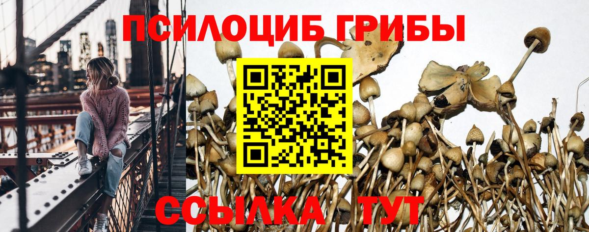 Борзя  Псилоцибиновые грибы Psilocybe  Вход с VPN  Псилоцибиновые грибы мицелий 